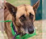 Small German Shepherd Dog Mix