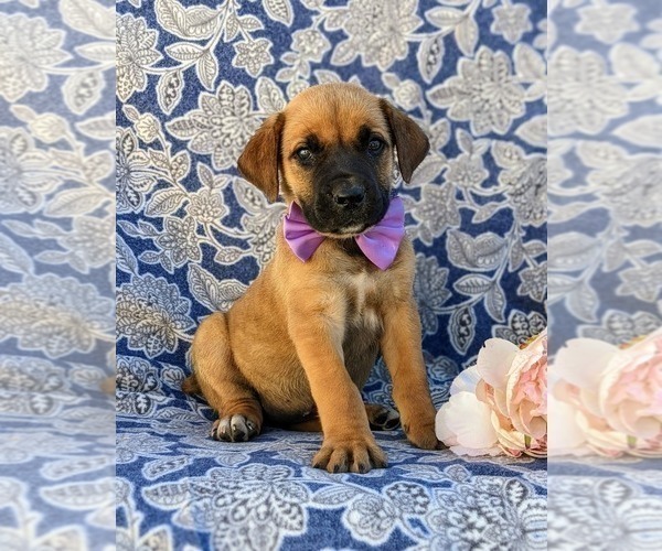 Medium Photo #4 Boerboel Puppy For Sale in OXFORD, PA, USA