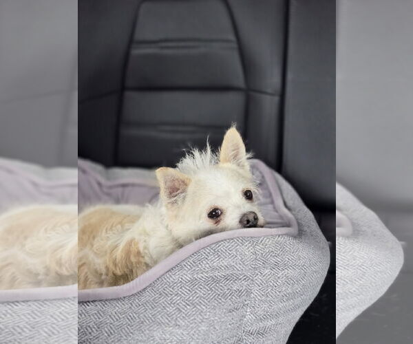 Medium Photo #2 Mutt Puppy For Sale in Sandy, UT, USA