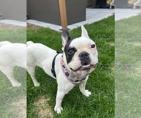 Medium Photo #3 French Bulldog Puppy For Sale in Brights Grove, Ontario, Canada