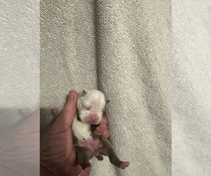 Medium Boston Terrier
