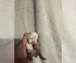 Puppy 4 Boston Terrier