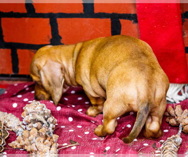 Medium Photo #5 Dachshund Puppy For Sale in WAKARUSA, IN, USA