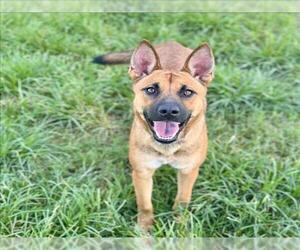 German Shepherd Dog Dogs for adoption in Conroe, TX, USA