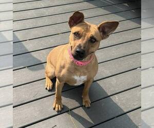 American Staffordshire Terrier-Unknown Mix Dogs for adoption in New Oxford , PA, USA