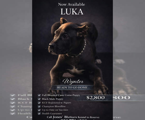 Medium Photo #26 Cane Corso Puppy For Sale in ANDERSON, IN, USA