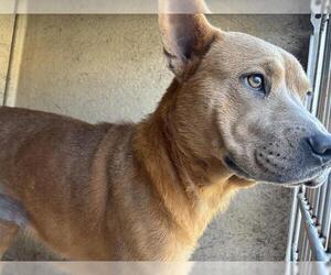 Chow Chow-Unknown Mix Dogs for adoption in Oklahoma City, OK, USA
