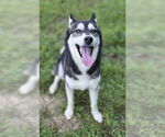 Small #2 Siberian Husky Mix
