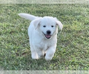 English Cream Golden Retriever Dog for Adoption in PROSPECT, Virginia USA