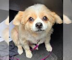 Small Pomeranian