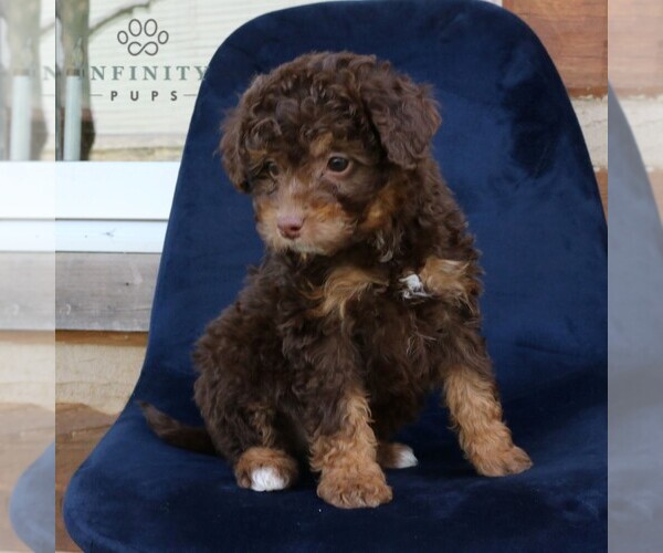 Medium Photo #2 Bernedoodle Puppy For Sale in NARVON, PA, USA