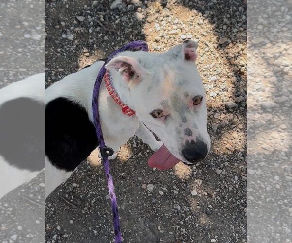 Medium Photo #4 American Pit Bull Terrier-Unknown Mix Puppy For Sale in Rowlett, TX, USA