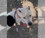 Small #3 American Pit Bull Terrier Mix