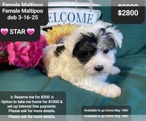 Maltipoo Puppy for sale in TUCSON, AZ, USA