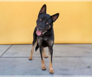 German Shepherd Dog Dogs for adoption in Pasadena, CA, USA