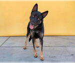 Small German Shepherd Dog