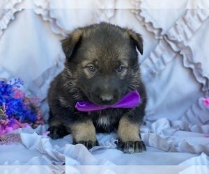 German Shepherd Dog-Norwegian Elkhound Mix Puppy for sale in LANCASTER, PA, USA