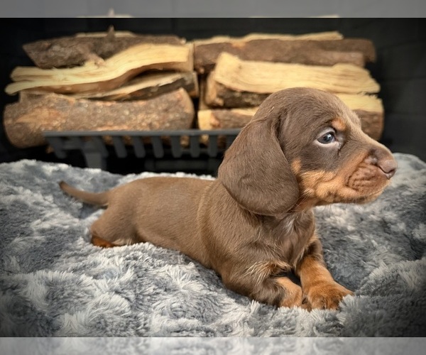 Medium Photo #3 Dachshund Puppy For Sale in ROCKWALL, TX, USA