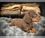 Small Photo #28 Dachshund Puppy For Sale in ROCKWALL, TX, USA