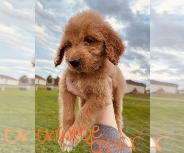 Medium Photo #71 Goldendoodle Puppy For Sale in WEST PLAINS, MO, USA