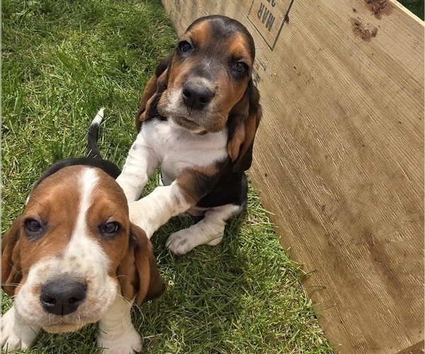 Medium Photo #1 Basset Hound Puppy For Sale in GREENLEAF, WI, USA