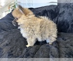 Small Photo #3 Pomeranian Puppy For Sale in TEMECULA, CA, USA
