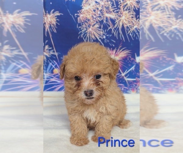 Medium Photo #4 Poodle (Toy) Puppy For Sale in AZLE, TX, USA