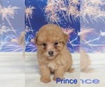 Small #3 Poodle (Toy)