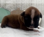 Small #9 Boxer