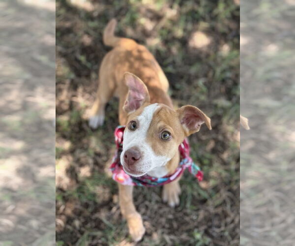 Medium Photo #5 Chihuahua-Unknown Mix Puppy For Sale in Phoenix, AZ, USA