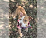Small #4 Chihuahua Mix
