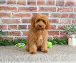 Small Photo #2 Cavapoo (Miniature) Puppy For Sale in SYRACUSE, IN, USA