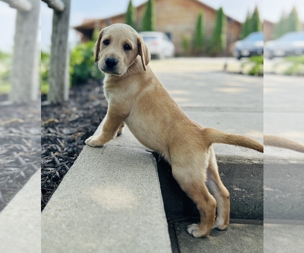 Medium Photo #4 Labrador Retriever Puppy For Sale in LEASBURG, MO, USA