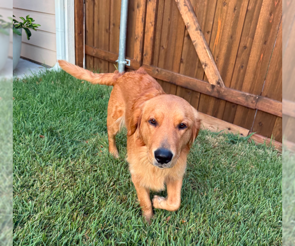 Medium Photo #2 Golden Retriever Puppy For Sale in McKinney, TX, USA