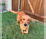 Small #1 Golden Retriever