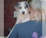 Small #4 Australian Shepherd Mix