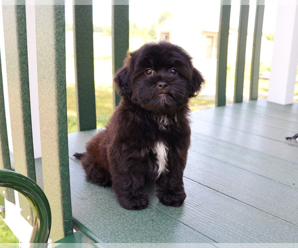 Medium Photo #6 Shih-Poo Puppy For Sale in SYRACUSE, IN, USA