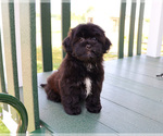 Small #5 Shih-Poo
