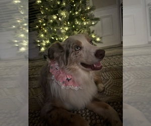 Mother of the Australian Shepherd puppies born on 09/02/2025