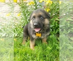 Small Photo #13 German Shepherd Dog Puppy For Sale in MILLERSTOWN, PA, USA