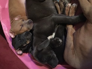 American Bully Puppy for sale in JOLIET, IL, USA