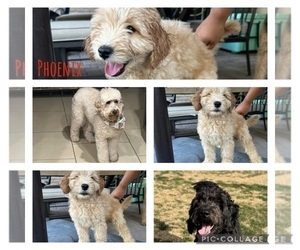 Goldendoodle Puppy for sale in PHOENIX, AZ, USA