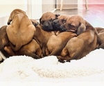 Small #19 Rhodesian Ridgeback