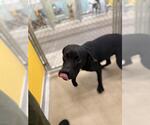 Small Labrador Retriever Mix