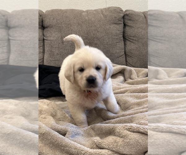 Medium Photo #12 English Cream Golden Retriever Puppy For Sale in MONROE, OR, USA