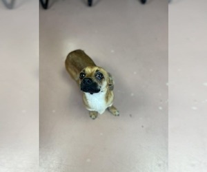 Cheeks Dogs for adoption in Shermans Dale, PA, USA