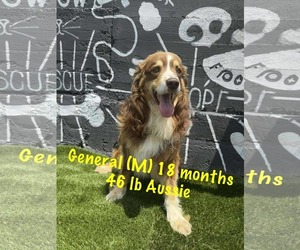 Australian Shepherd-Unknown Mix Dogs for adoption in pomfret, CT, USA