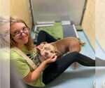 Small #2 American Pit Bull Terrier