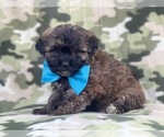 Small Photo #7 Shih-Poo Puppy For Sale in LAKELAND, FL, USA