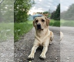 Small Photo #1 Labrador Retriever Puppy For Sale in COKATO, MN, USA